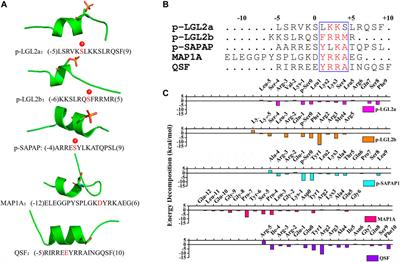 Application of per-Residue Energy Decomposition to Design Peptide Inhibitors of PSD95 GK Domain